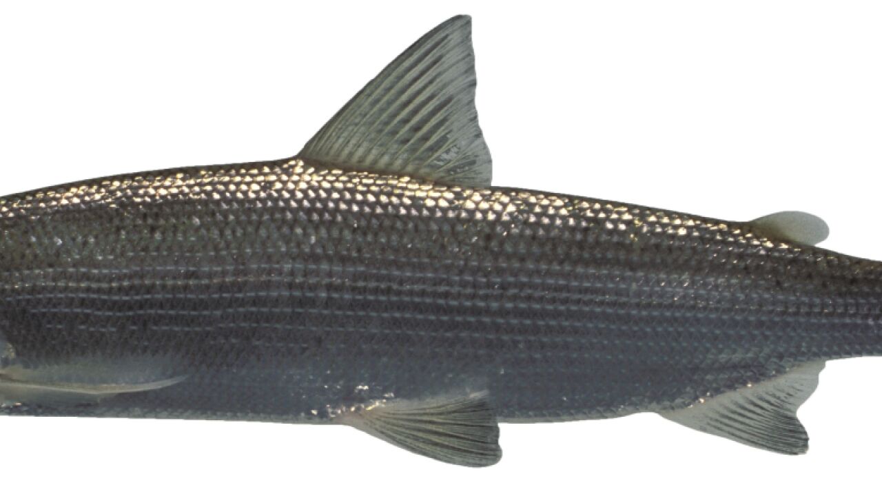 Felche Felche ist als wichtigster Brotfisch unter Druck geraten | Südostschweiz