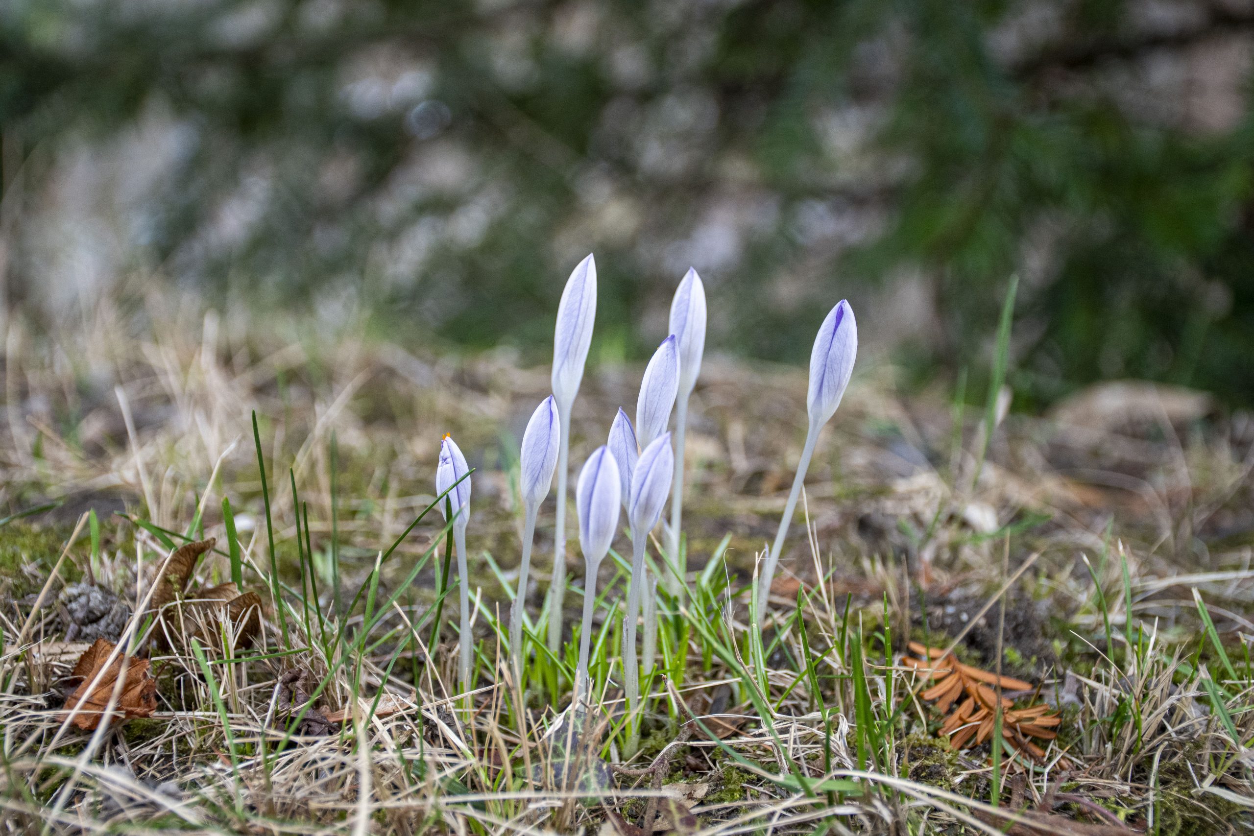 Zaghaftes Erwachen: Welche Blumen jetzt als Erste spriessen | Südostschweiz