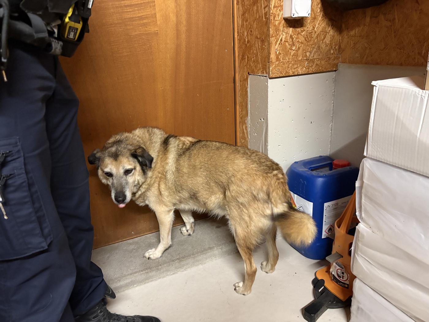 Die Polizei veranlasste, dass der Hund in ein Tierheim gebracht wird.