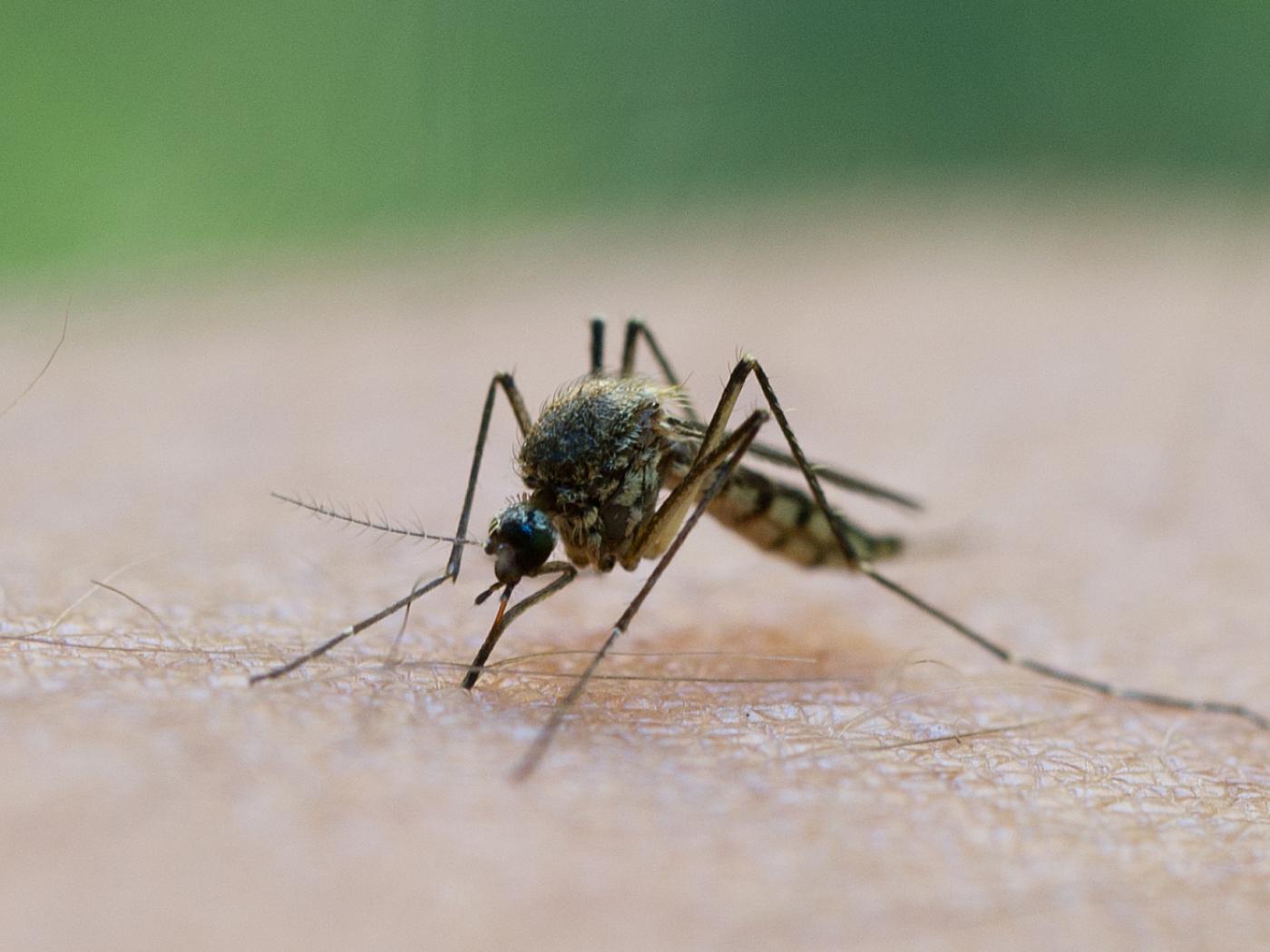 Das Siedlungsgebiet der Überträgermücken vom Dengue-Virus breitet sich immer weiter aus. (Themenbild)