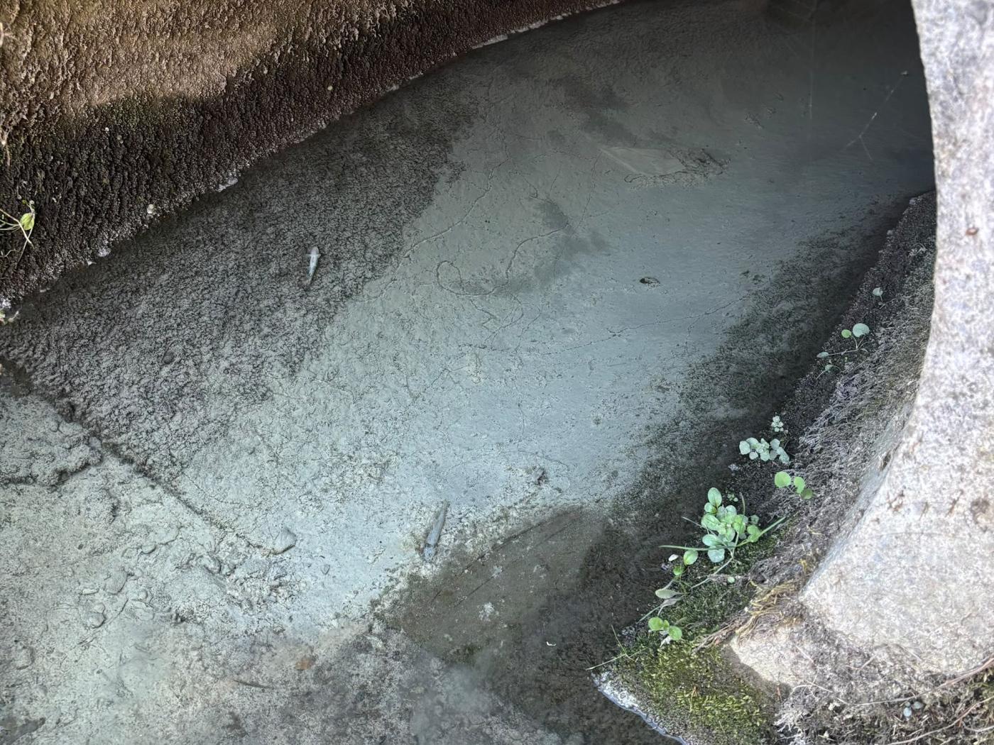 Im Bach waren graue Ablagerungen sowie weisser Schaum sichtbar. Mehrere Fische starben.
