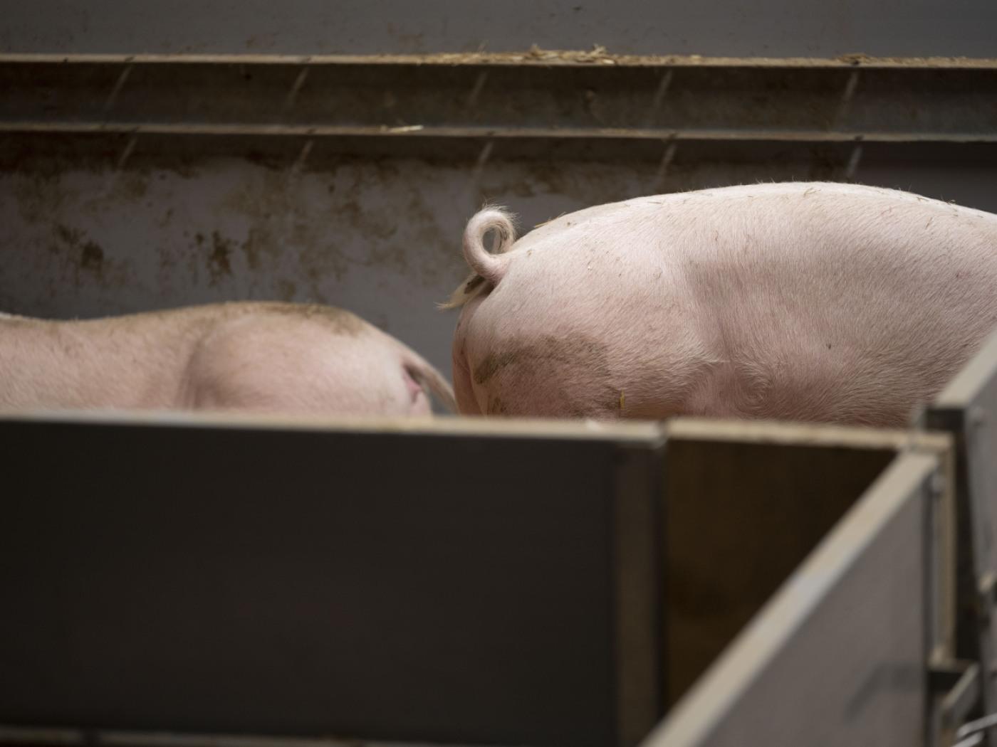 Schweizweit mehr als 10'500 Schweine mussten wegen der ausgebrochenen Seuche getötet werden - gut die Hälfte der Tiere stammte aus Luzerner Betrieben. (Archivbild)