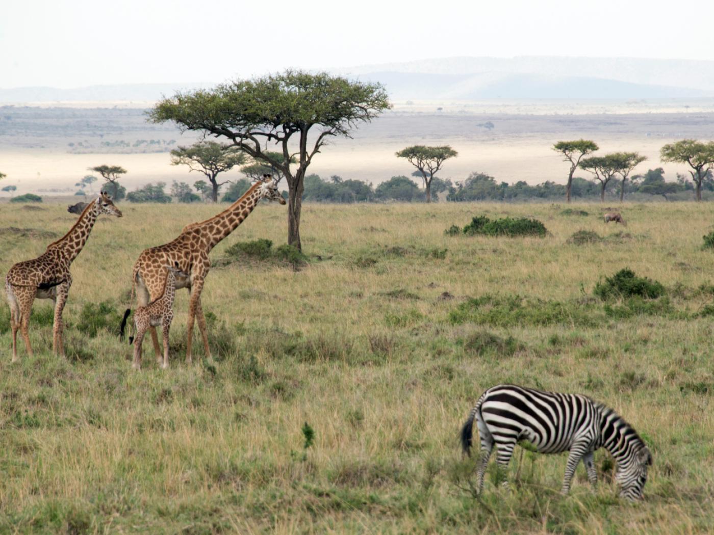 ARCHIV - Giraffen und ein Zebra stehen im Nationalpark. Foto: Gioia Forster/dpa