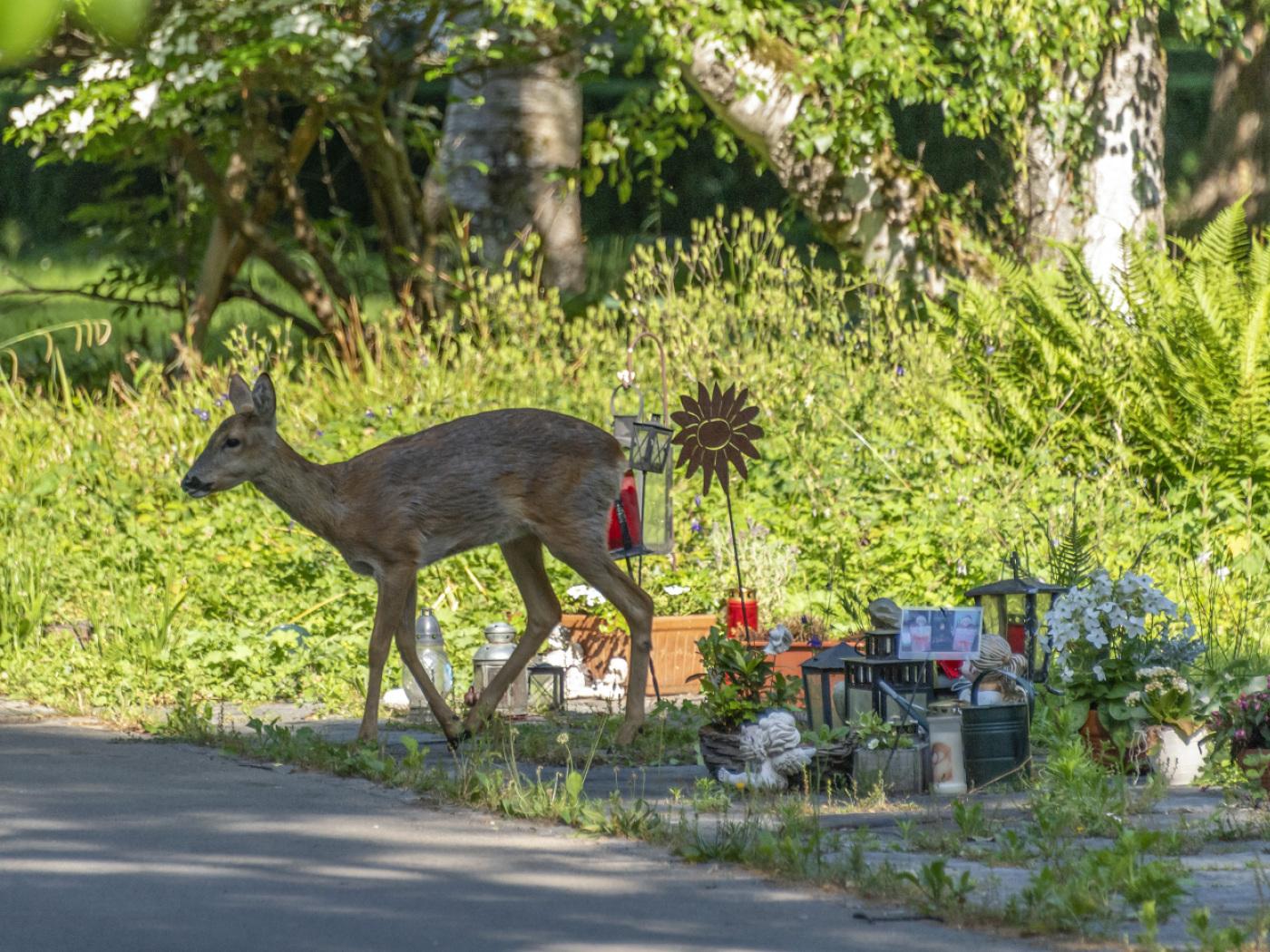 Dank neuer Tore sollen Rehe keinen Zutritt mehr zum Friedhof Winterthur finden. (Symbolbild)