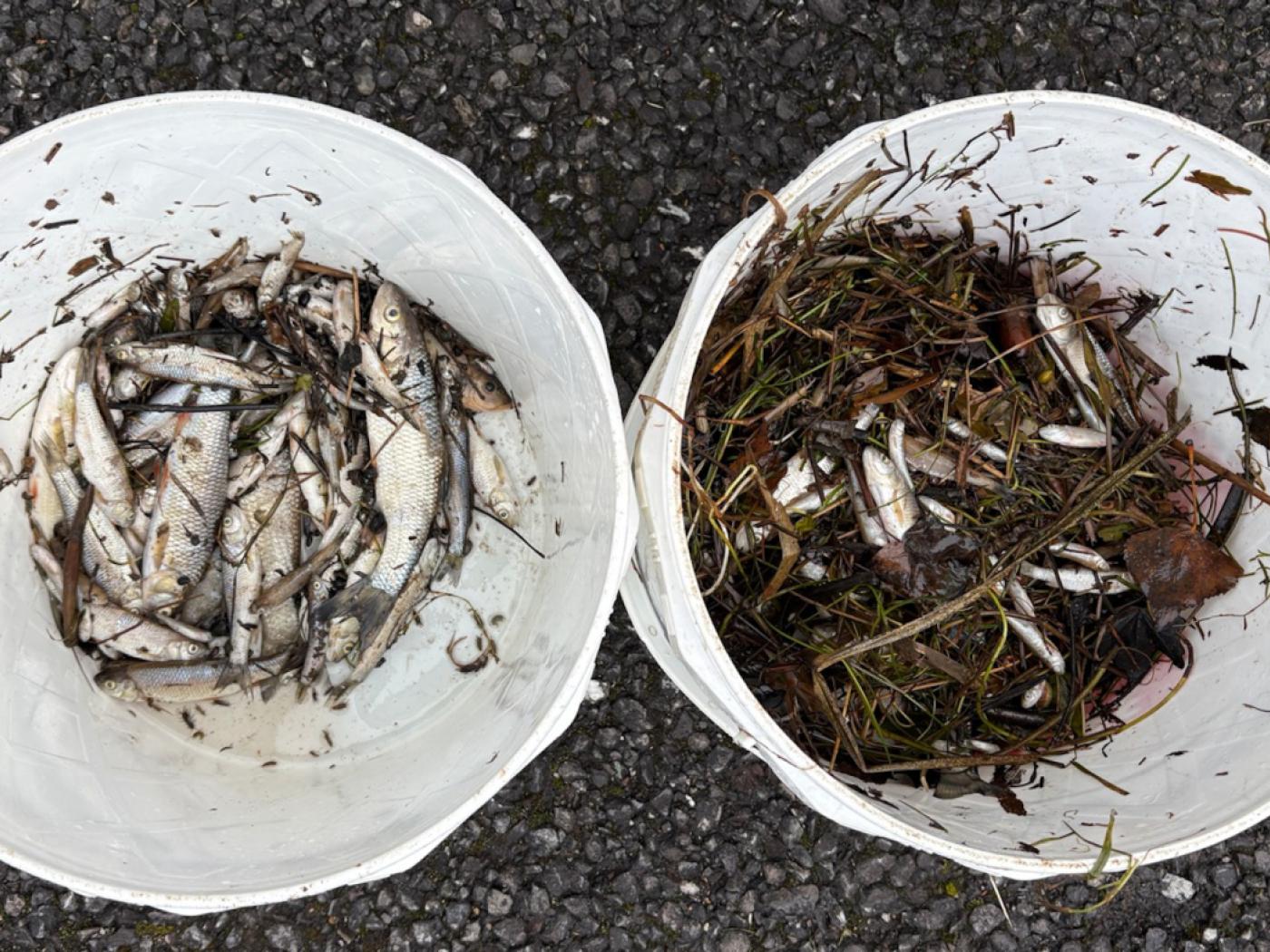 Die toten Fische wurden eingesammelt.