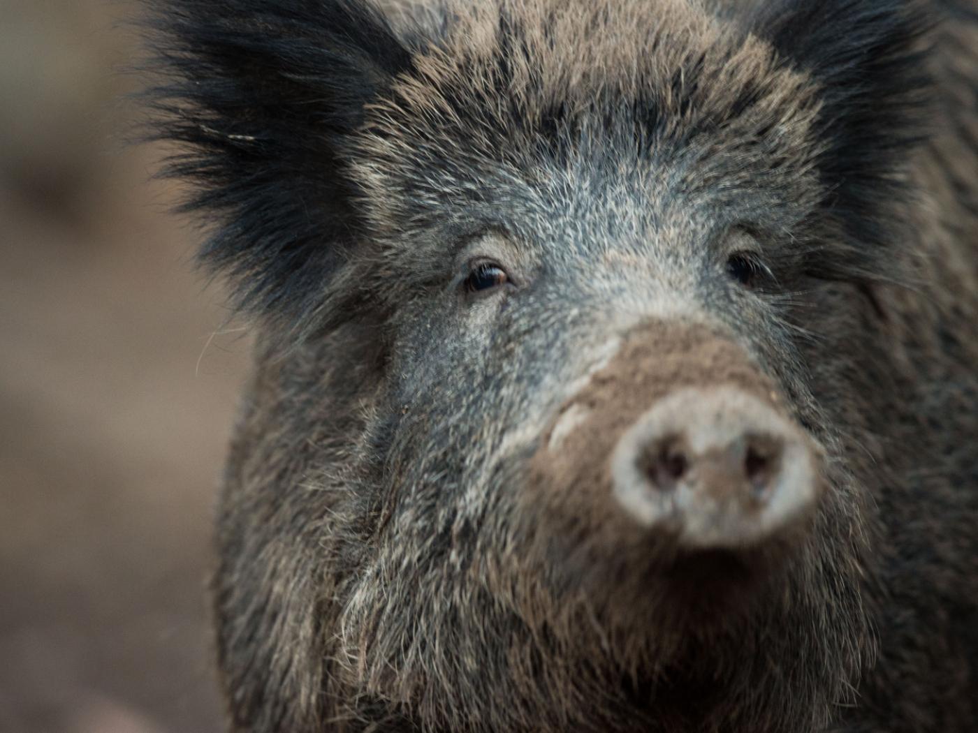 Der Duft nach Menschenschweiss, Schmerzenslaute und gezielte Abschüsse sollen den Zürcher Wildschweinen beibringen, vermehrt im Wald zu leben - und nicht Felder umzugraben. (Symbolbild)