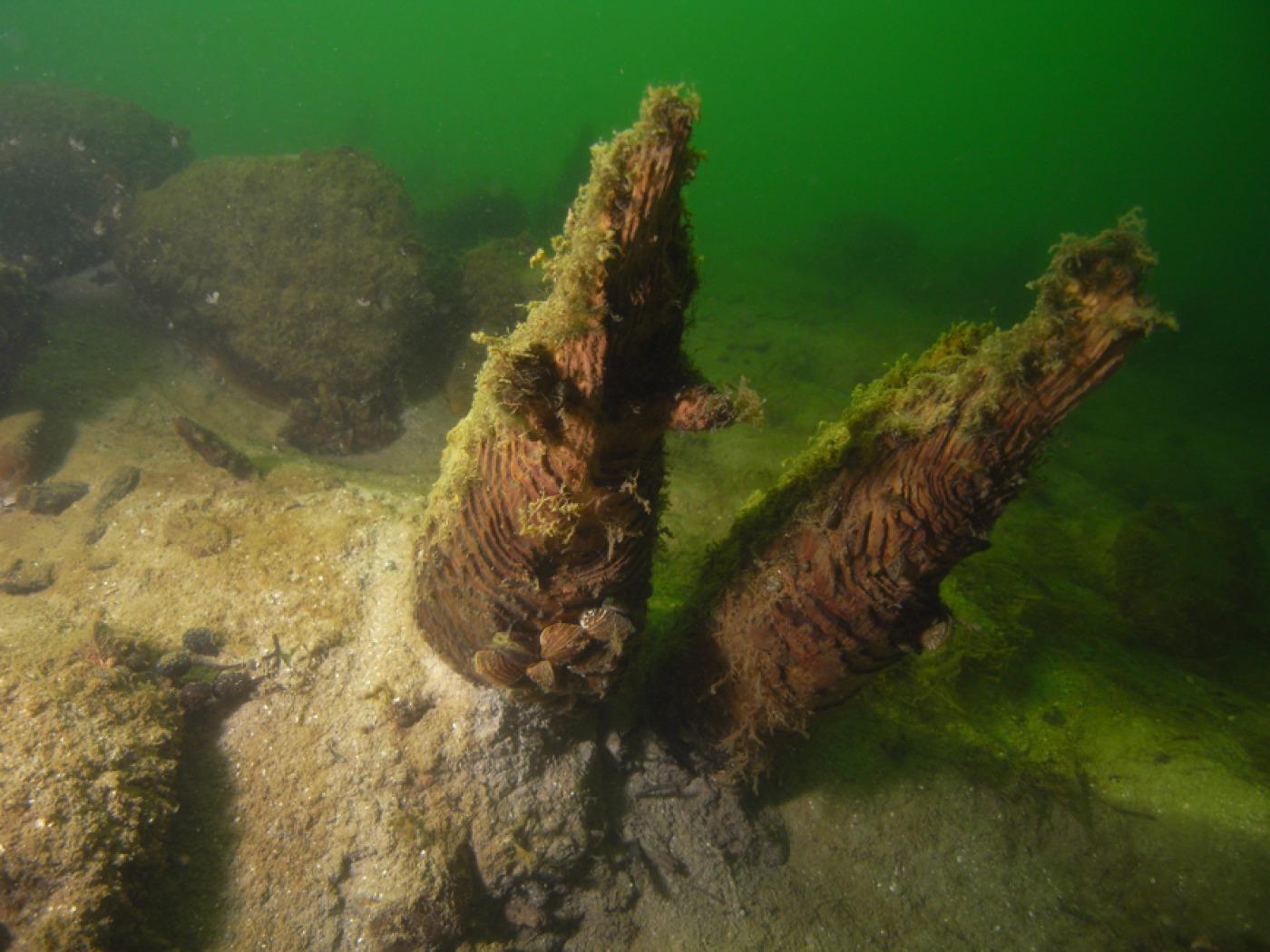 Pfähle einer vorgeschichtlichen Siedlung ragen beim Gammainseli im Sempachersee aus dem Grund.