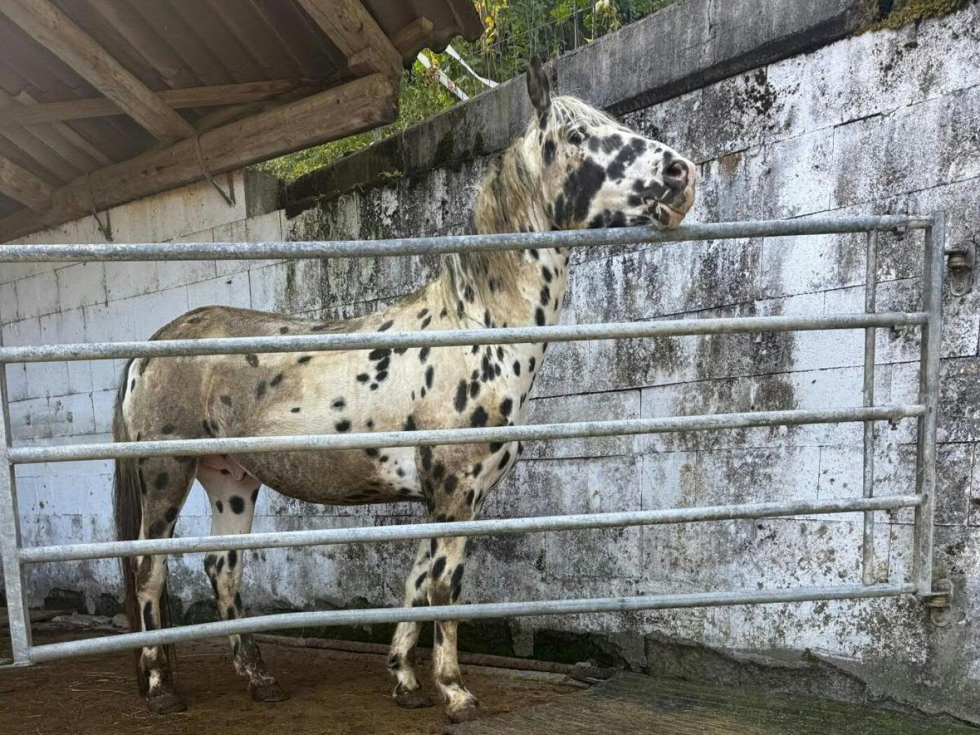 Die Aargauer Kantonsbehörden haben unter anderem dieses vernachlässigte Pferd auf einem Hof im Fricktal beschlagnahmen lassen.