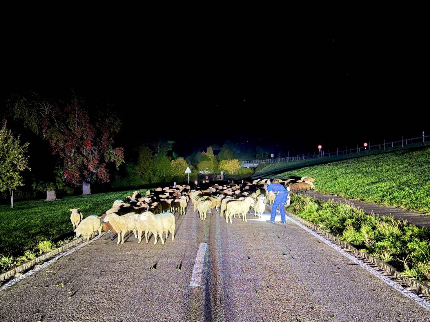 Die Kantonspolizei Appenzell Ausserrhoden begegnete in der Nacht auf Dienstag in Niederteufen AR rund 120 Schafen.