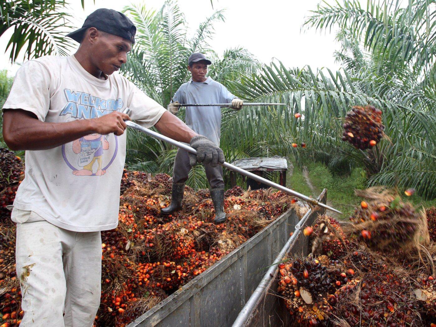 Auf einer Palmöl-Plantage in Malaysia. (Archivbild)
