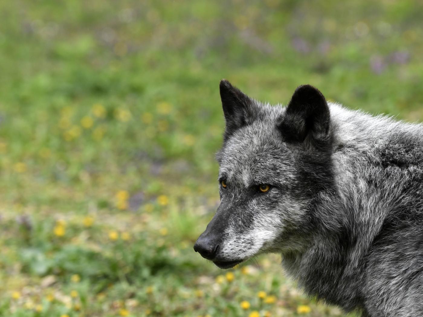 Graubünden hat vom Bundesamt für Umwelt die Erlaubnis erhalten, das Giarsinom-Wolfsrudel vollständig abzuschiessen. (Symbolbild)