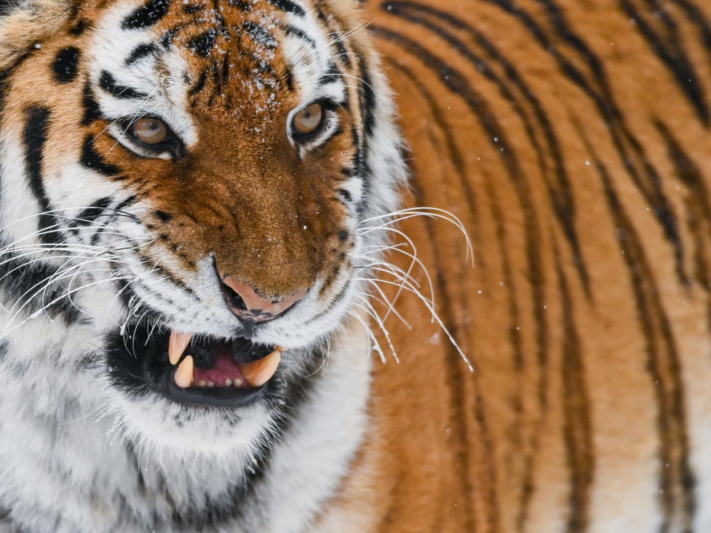 ARCHIV - Ein Sibirischer Tiger (Amur-Tiger) in einem Freigehege in einem Zoo. Foto: Patrick Pleul/dpa-Zentralbild/dpa/Symbolbild