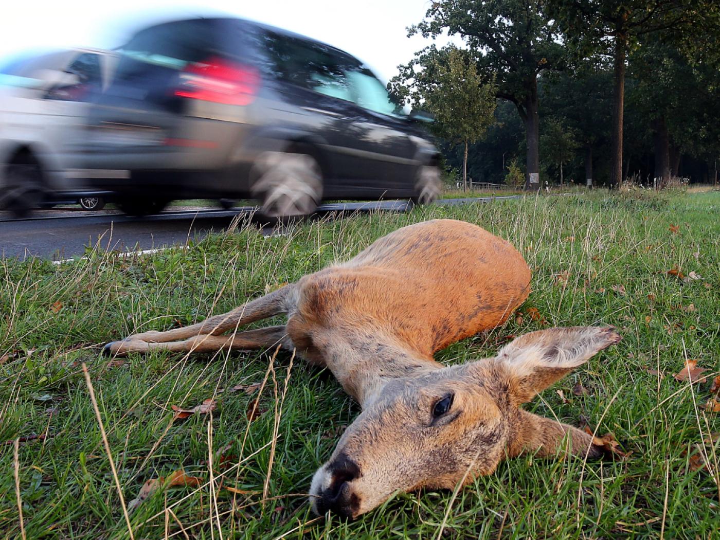 Kürzere Tage, mehr Gefahr: Im Herbst kommt es auf Schweizer Strassen wieder häufiger zu Kollisionen mit Wildtieren. (Archivbild)