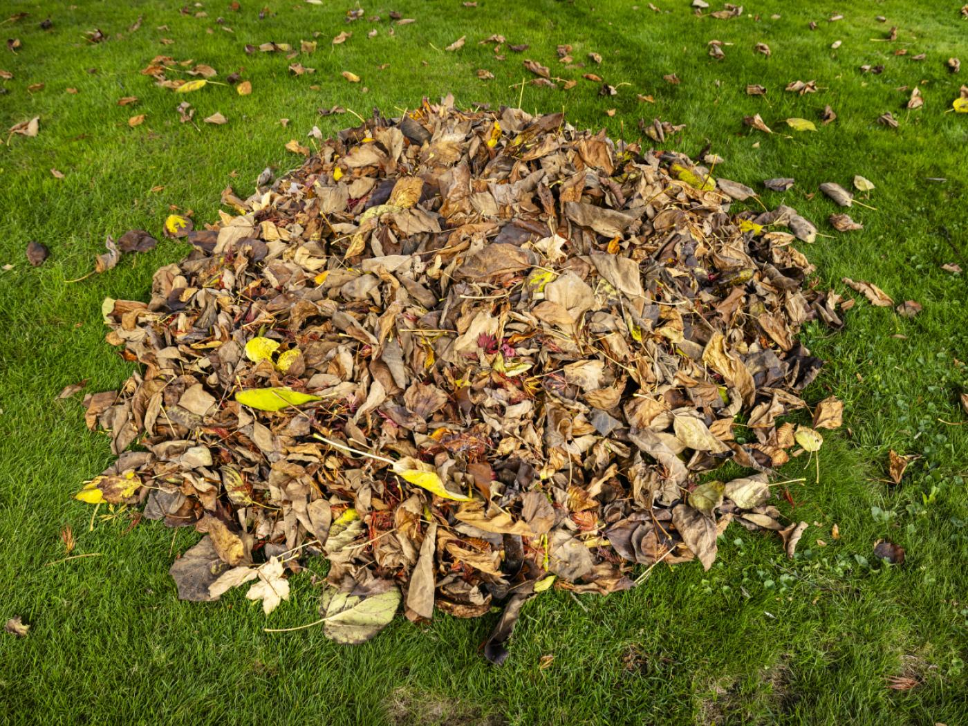 Herbstlaub ist in Winterthur kein "Entsorgungsgut" mehr. Die Stadt will die Blätter künftig teilweise liegenlassen. Das soll das Bodenleben bereichern. (Symbolbild)