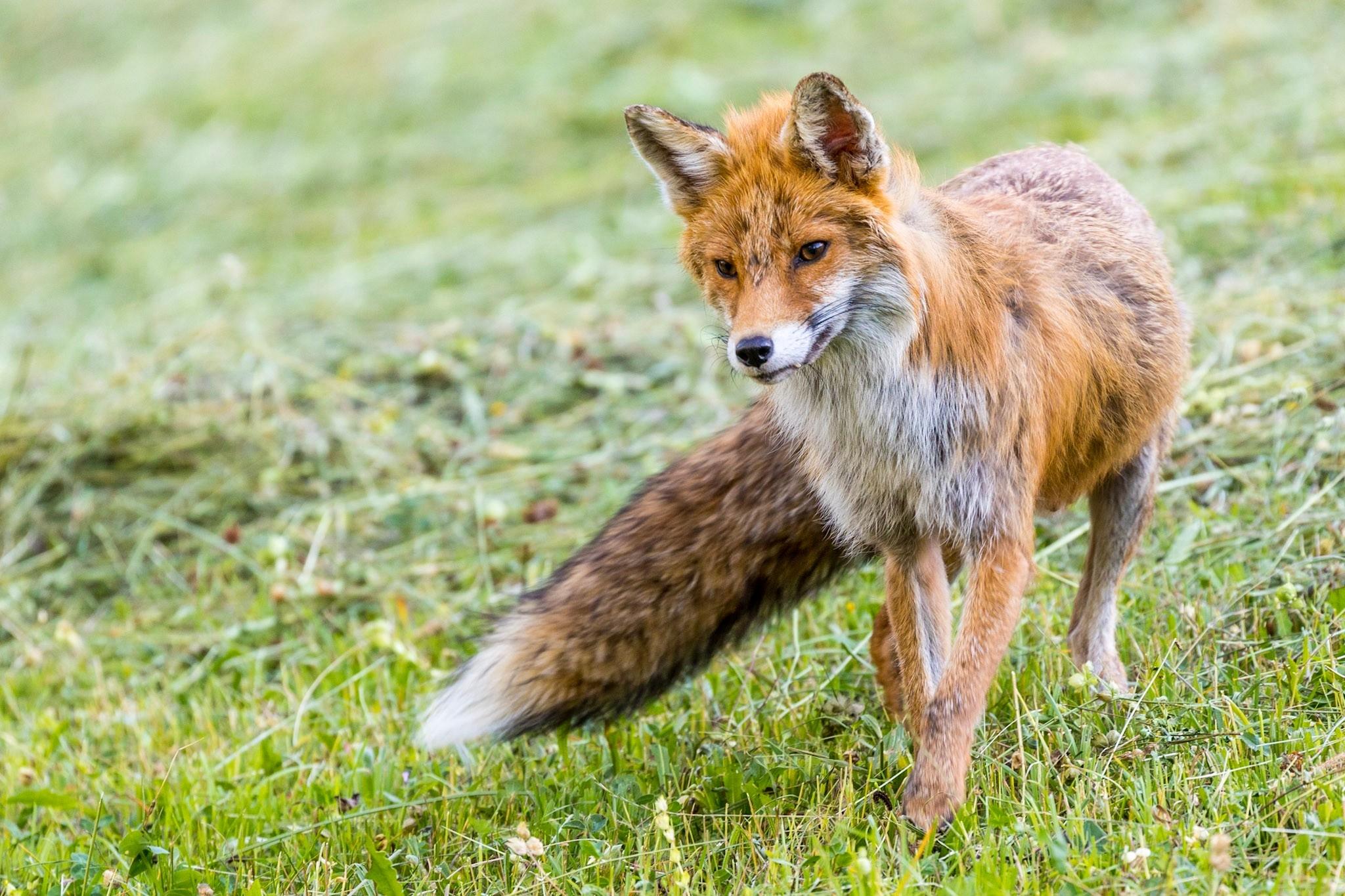 Sechs Monate zum Abschuss frei: Der Fuchs darf in Graubünden während der Hochjagd, der Niederjagd und der Passjagd erlegt werden. Er ist somit von September bis Ende Februar jagdbar.
