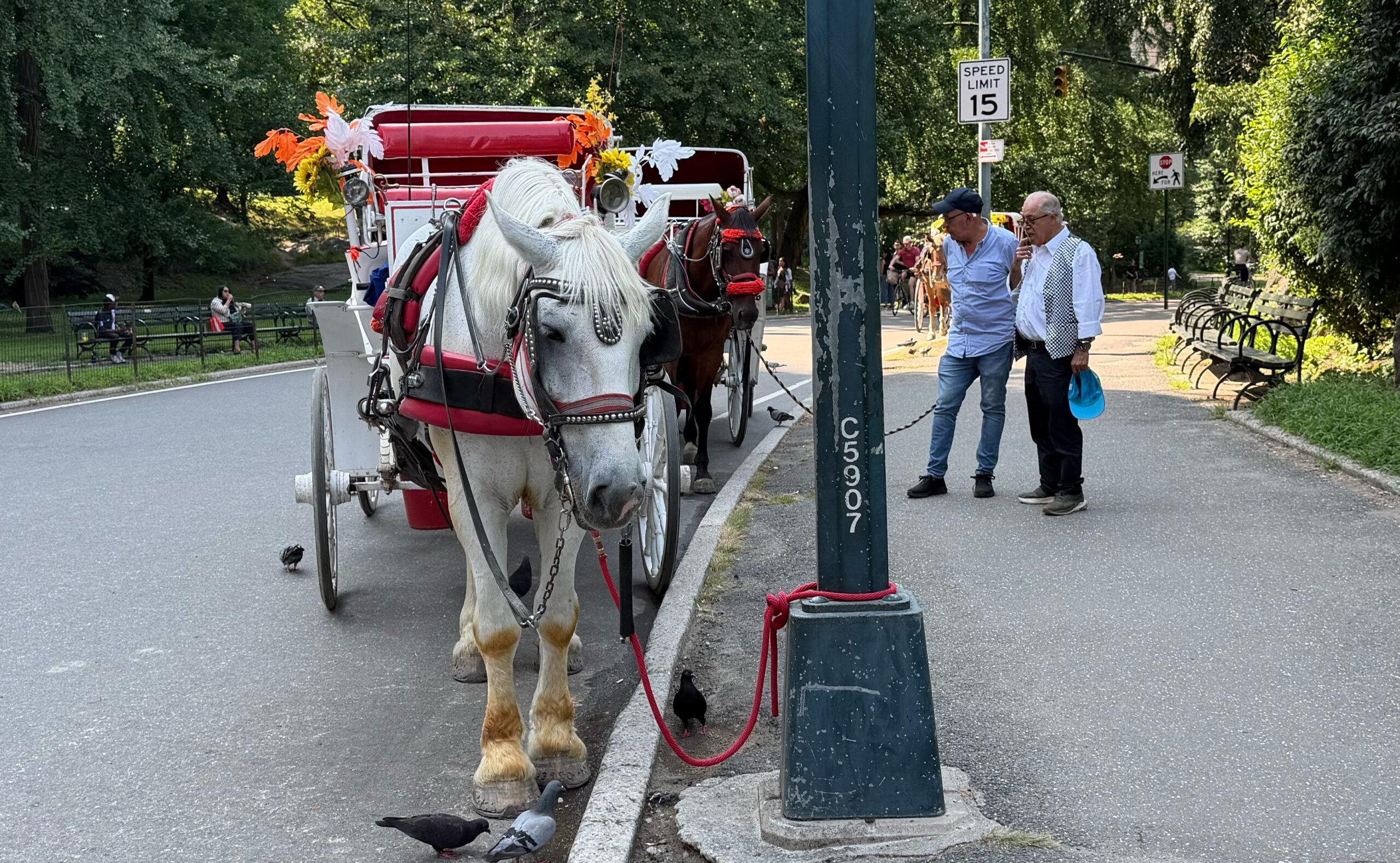 Wirkt erschöpft: Ein Pferd, das Touristen durch den Central Park kutschiert, macht Pause.