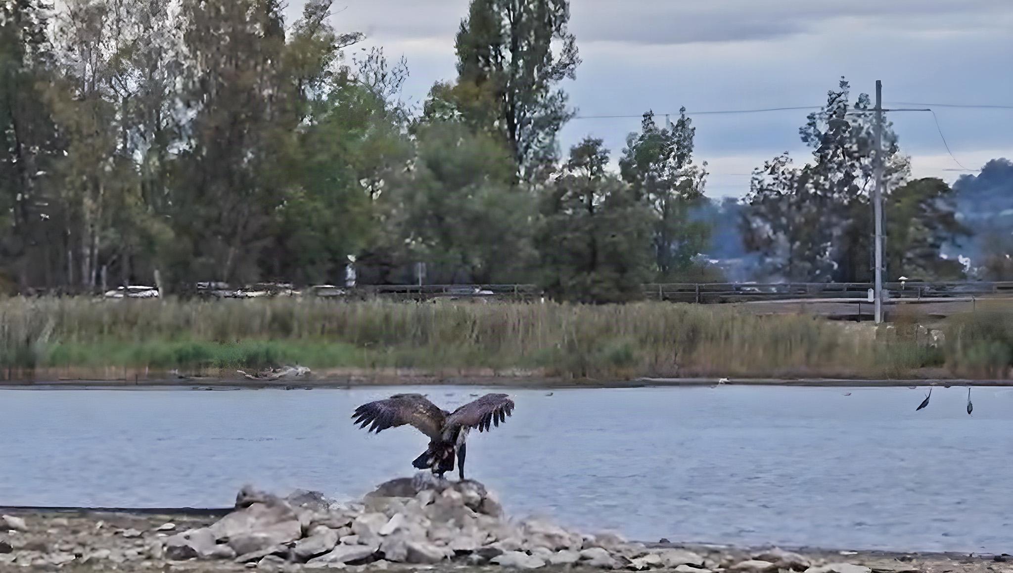 Macht sich den niedrigen Wasserstand zunutze: Der Europäische Seeadler wurde unter anderem auf einer Brutinsel beim Holzsteg beobachtet.