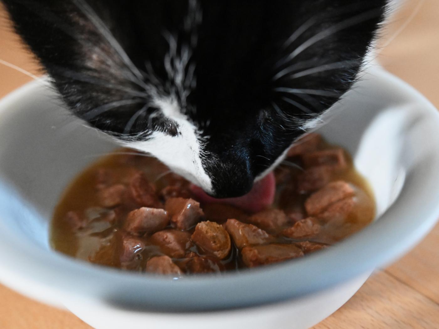 Die Katzen erhielten gemäss der Staatsanwaltschaft zu wenig zu fressen und waren mager. (Symbolbild)