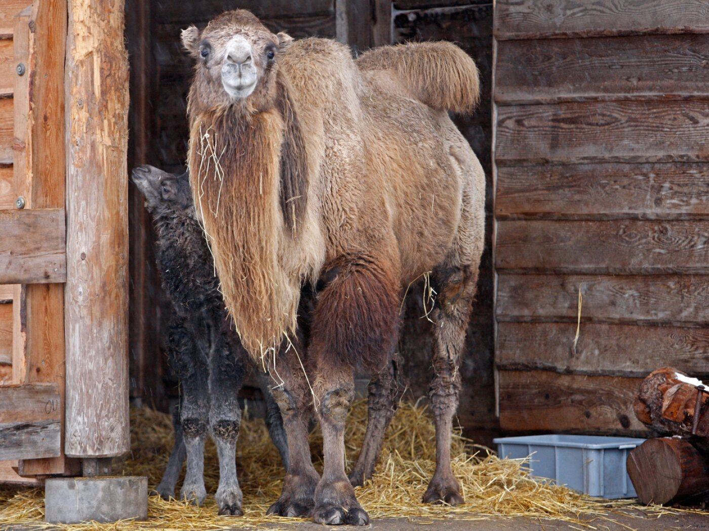 Die Kamele des Zoos Zürich ziehen bald ins Thurgau. (Archivbild)