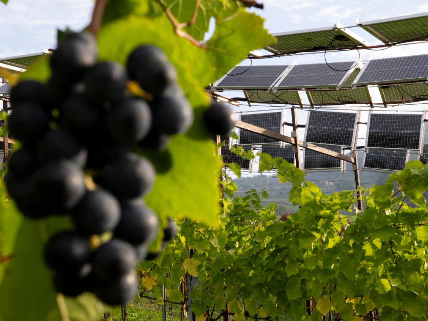 Im Rahmen eines wissenschaftlich begleiteten Interreg-Projekts testet ein Winzerbetrieb in Sissach BL Photovoltaikanlagen in den Rebbergen.