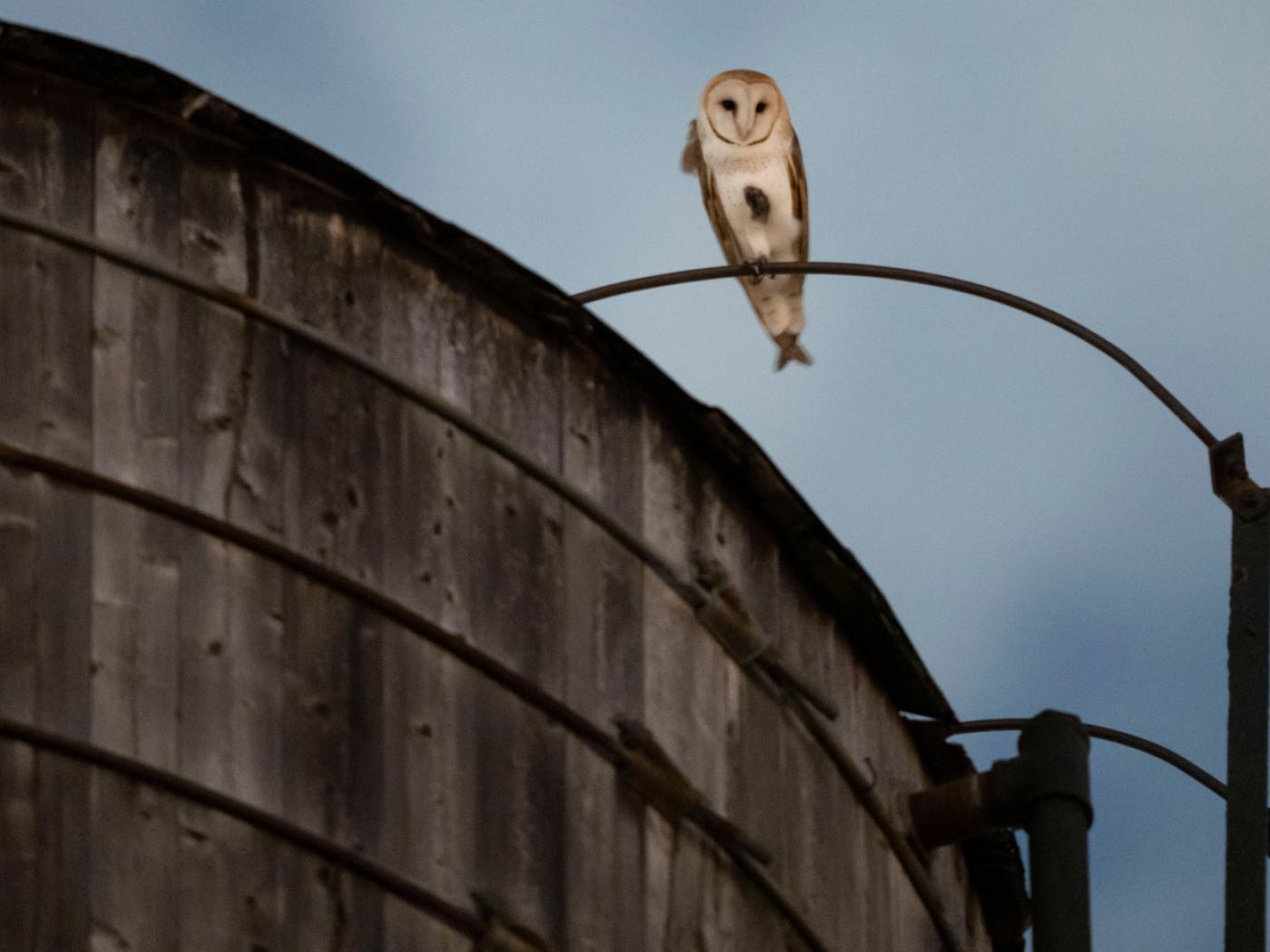 Eine Schleiereule sitzt auf einem Wasserturm im New Yorker Stadtteil Upper West Side. Foto: Yuki Iwamura/AP/dpa