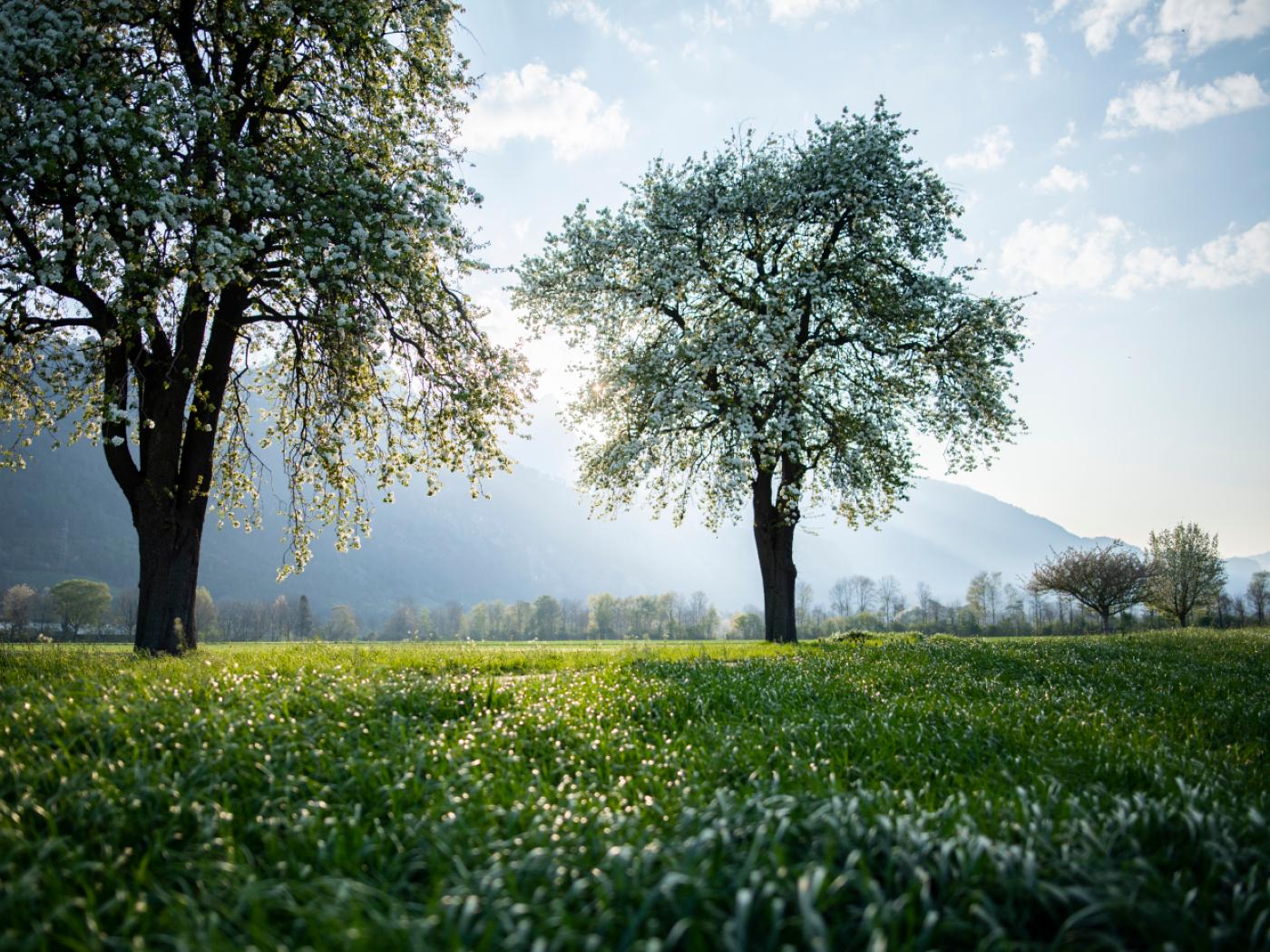Ob die Wiesen auch im nächsten Frühling so saftig stehen? Eine Raupeninvasion macht der Natur im Kanton St. Gallen - im Bild Wiesen und Obstbäume in der Region Sargans - zu schaffen. (Archivbild)