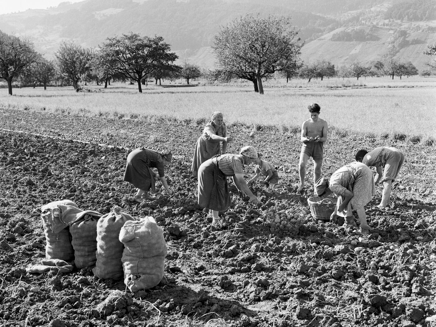 Handarbeit auf dem Feld: Im rheintalischen Hirschelen im Kanton St. Gallen werden Kartoffeln geerntet - wohl um 1950.