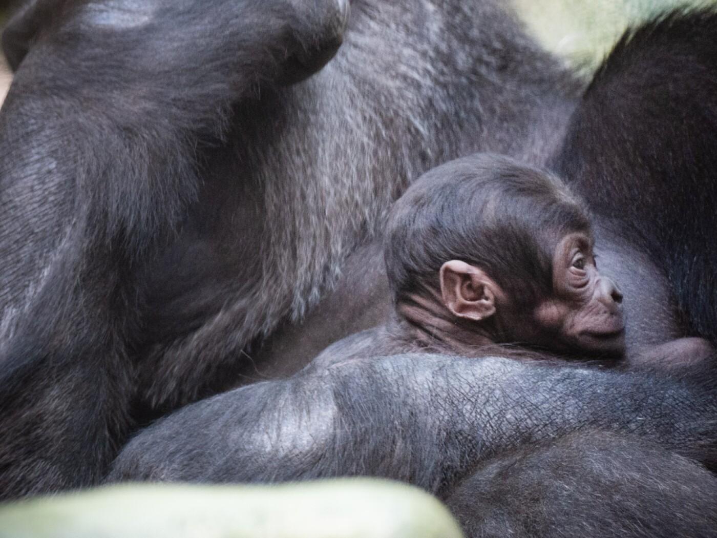 Xola wurde am 24. September im Zoo Basel geboren.