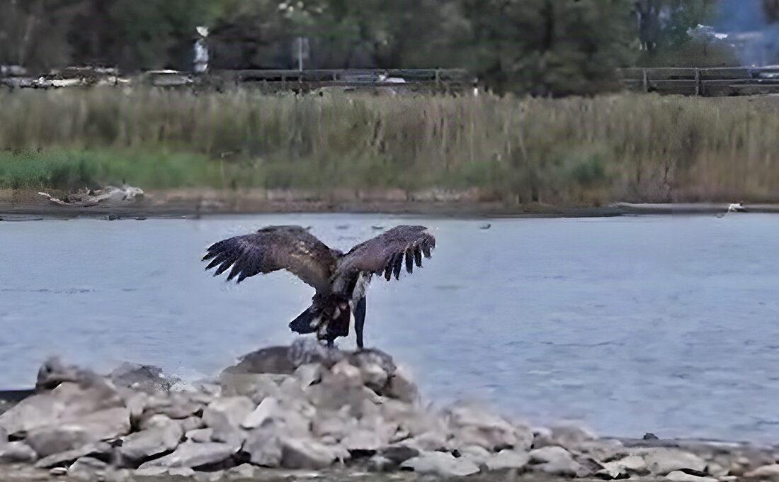 Macht sich den niedrigen Wasserstand zunutze: Der Europäische Seeadler wurde unter anderem auf einer Brutinsel beim Holzsteg beobachtet.
