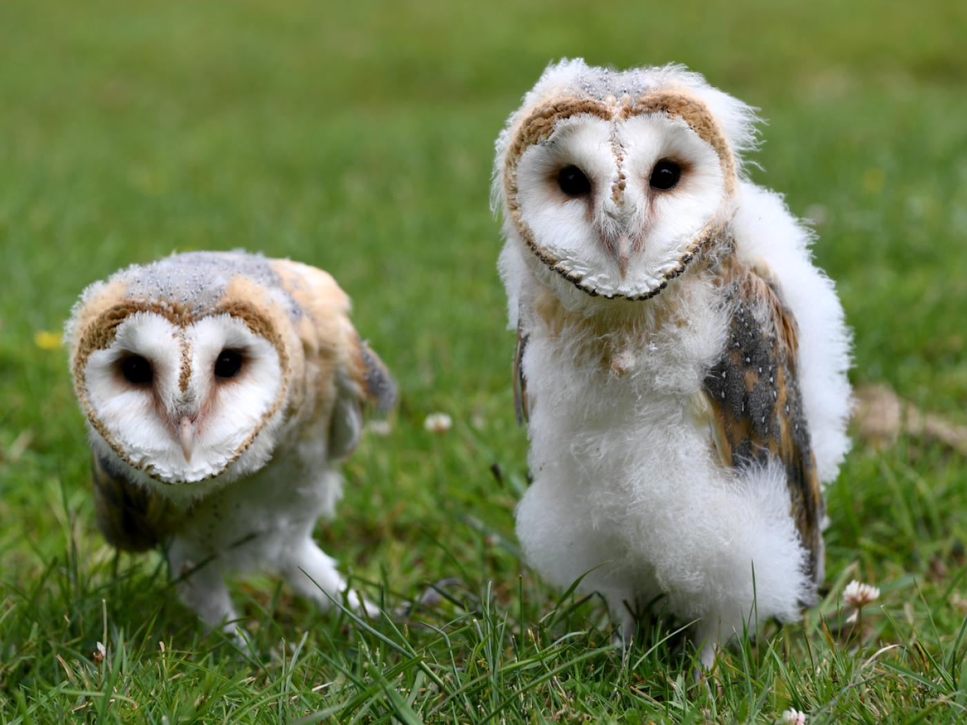 Das Gefieder von Schleiereulen - hier Jungtiere in einem Wildpark - ist rötlicher und fleckiger geworden. (Archivbild)
