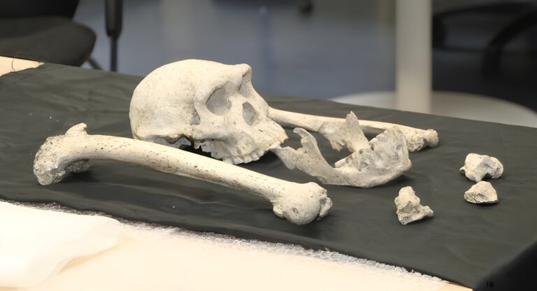 Fossil eines fast erwachsenen Homo