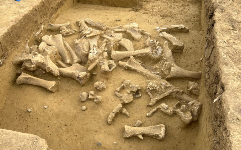 Fundschicht mit den Resten zerlegter Mammuts und Steinwerkzeugen